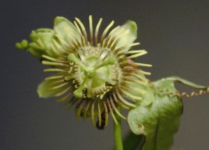 Spread-Lobe Passion Flower