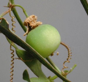 Spread-Lobe Passion Fruit