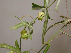 Spread-Lobe Passion Flower Vine