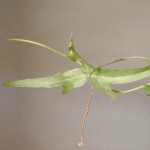 Spread-Lobe Passion Flower Leaves