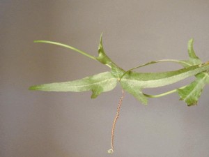 Spread-Lobe Passion Flower Leaves