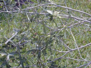 Spread-Lobe Passion Flower