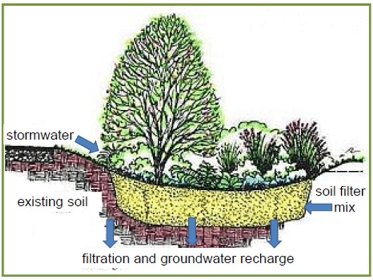 rain garden diagram