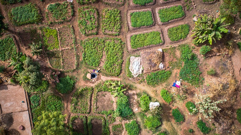 Some of the many small garden plots in Bamako, Mali. Mark Fisher.