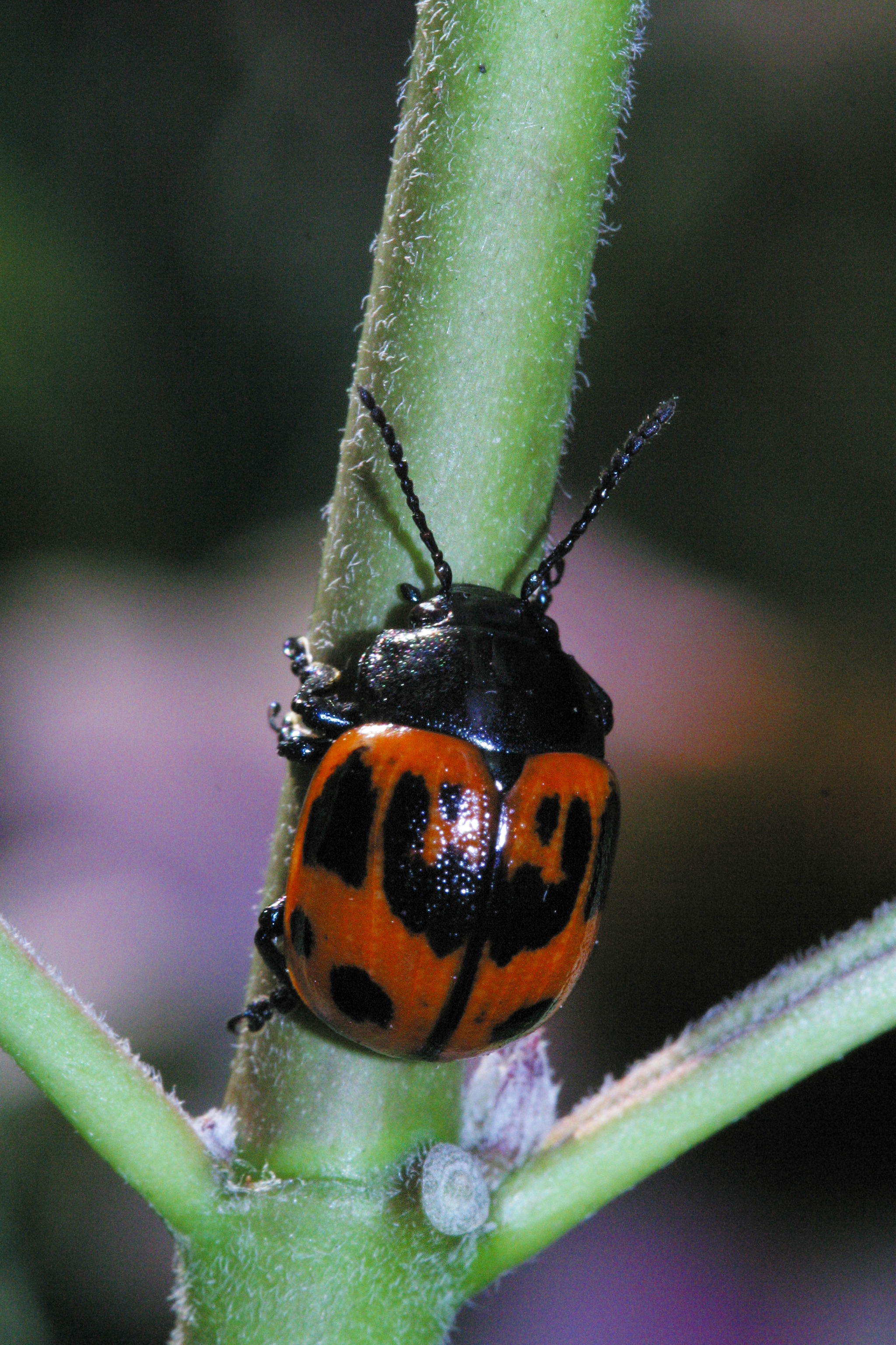 milkweed beetle