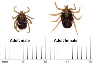 Images of male and female tropical horse tick_tickapp