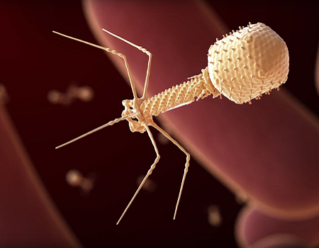 Phage (courtesy NIH)