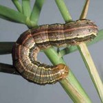 Fall armyworm, caterpillar stage (photo by B. M. Drees)