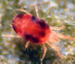 Two-spotted spider mite. Photo by Bart Drees.