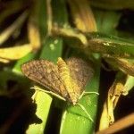 Tropical sod webworm, adult (moth). Photo by G. McIlveen.