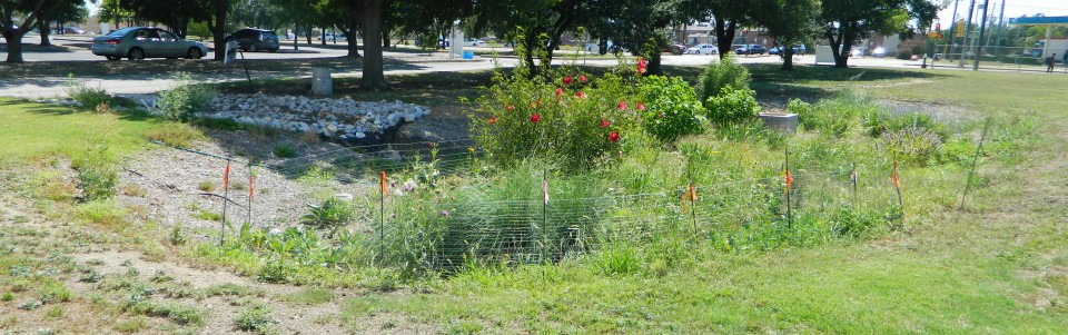 cropped-raingarden2-07-24-14