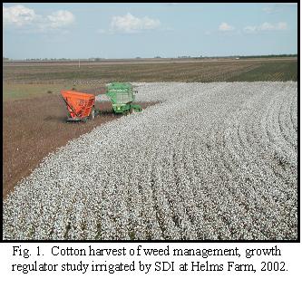 Fig. 1. Cotton harvest of weed management, growth regulator study irrigated by SDI at Helms Farm, 2002.