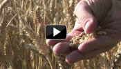 link to AgriLife Solutions Video