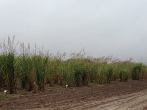 Sugarcane Breeding Program and Germplasm Collection