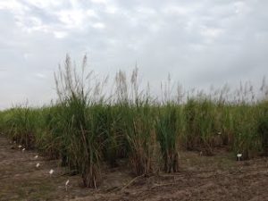 Sugarcane Breeding Program and Germplasm Collection