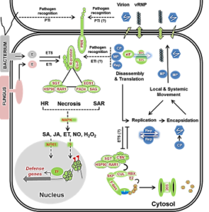 Plant immune system. Mandadi and Scholthof, 2013, Plant Cell