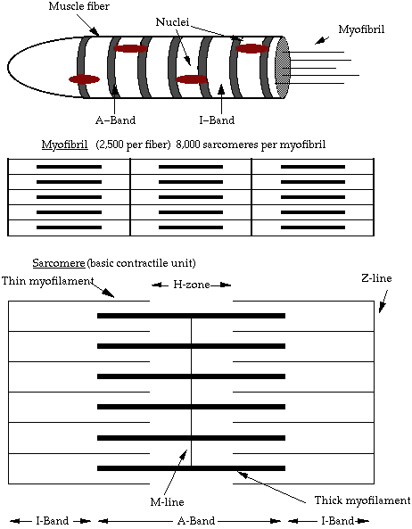 Beef Skeletal Chart: A Visual Reference of Charts | Chart Master