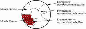 Cross section of muscle