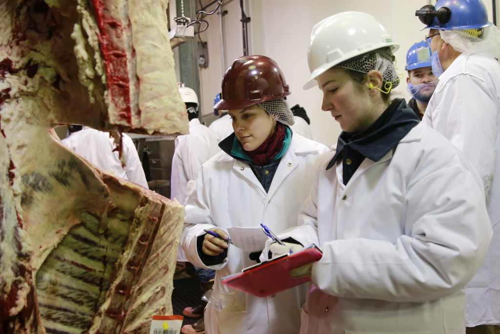 Ashley Corona and Clay Eastwood collecting beef quality data (photo by Davey Griffin)