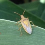 Rice Stink Bug