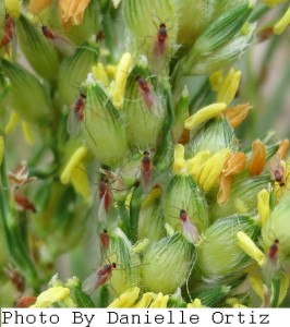 Sorghum Midge