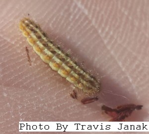 Sorghum WEbworm - Travis Janak