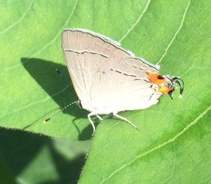 Gray Hairstreak