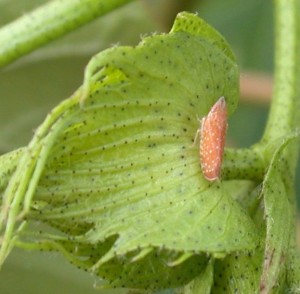 Leafhopper