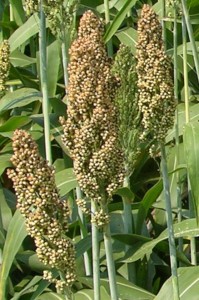 Sorghum Head at soft dough