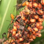 Leaf-footed bug