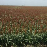 Sorghum field 5-25-16