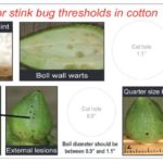 Stink bug ET Aid 2