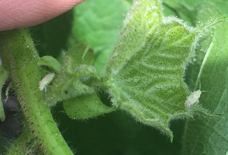 Cotton Fleahopper In Young Cotton 4 28 17 Mid Coast Ipm