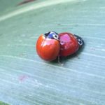 Lady Beetles on Sorghum