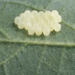 Stink Bug Eggs