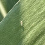 Corn Leafhopper. Photo by S. Biles