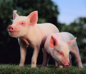 pig2 pig2