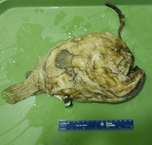 Anglerfish2
