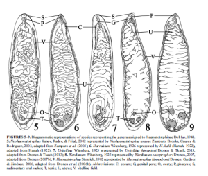 Cyclocoelidae2015Pub