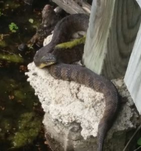 Diamondback Water Snake (Nerodia rhombifer)