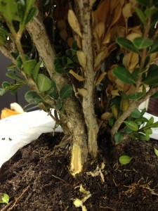 Root rot galore | Texas Plant Disease Diagnostic Lab