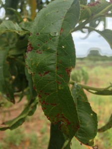 Beauty is Only Skin Deep | Texas Plant Disease Diagnostic Lab