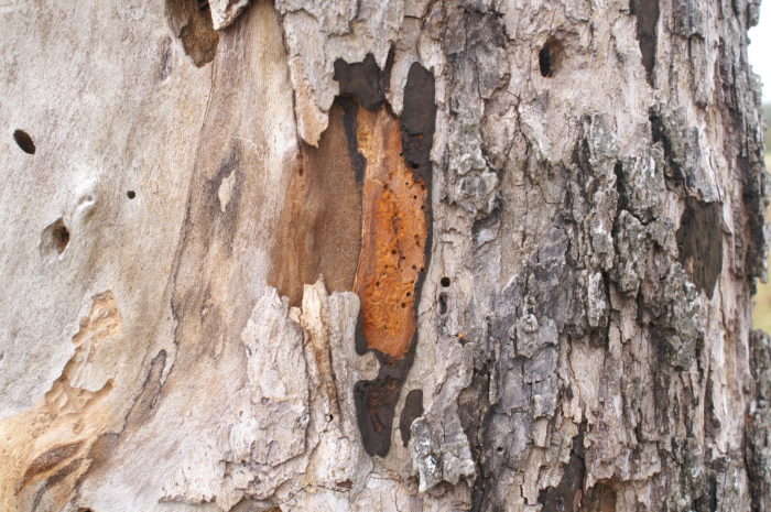 Hypoxylon canker on Sycamore | Texas Plant Disease Diagnostic Lab