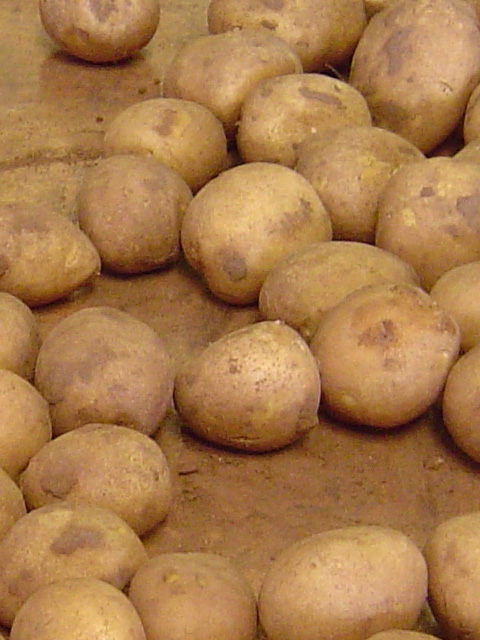 Potato grading