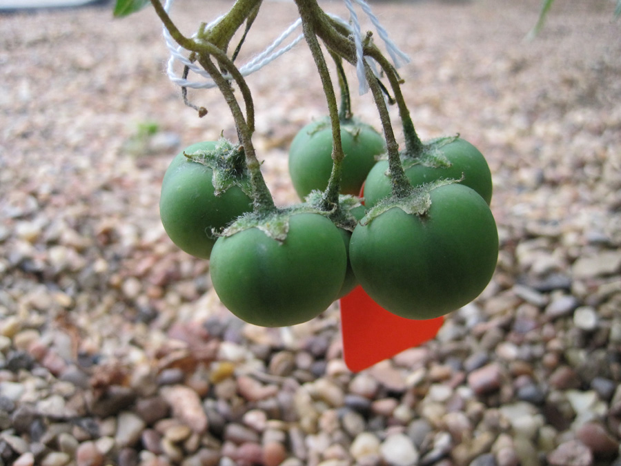 Potato seedball