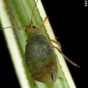 Bird Cherry-Oat Aphid