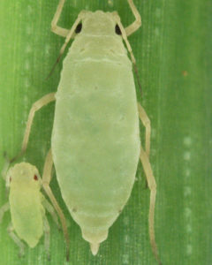 Russian Wheat Aphid