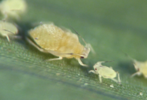 sugar cane aphid adult and juvenile on a sorghum leaf