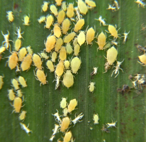 A colony of the sugarcane aphid on a sorghum leaf