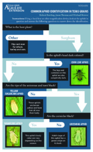 Common Aphid Identification in Texas Grains - South Texas Field Crop ...